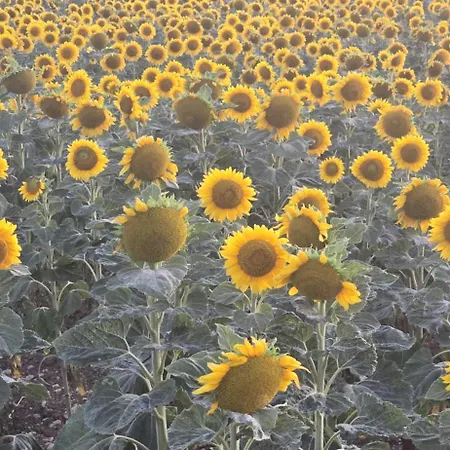 La Comtesse Villeneuve-la-Comtesse
